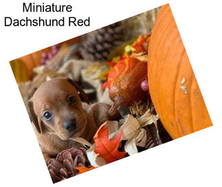 Miniature Dachshund Red