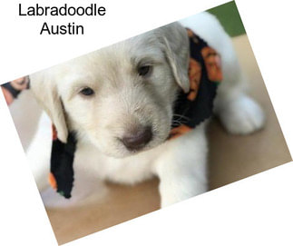 Labradoodle Austin