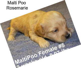 Malti Poo \