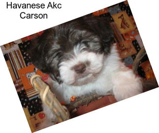 Havanese Akc Carson