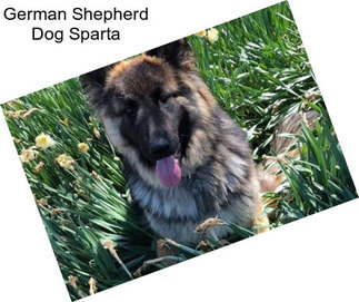 German Shepherd Dog Sparta