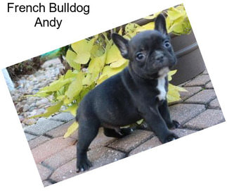 French Bulldog Andy