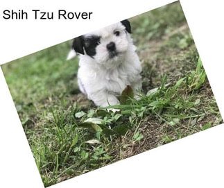 Shih Tzu Rover