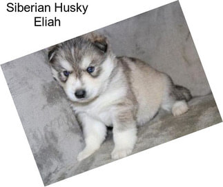 Siberian Husky Eliah