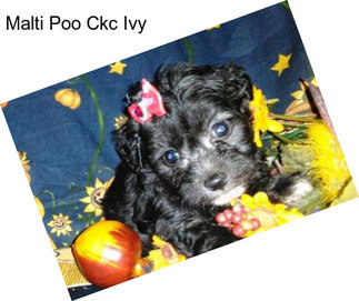 Malti Poo Ckc Ivy