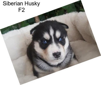 Siberian Husky F2