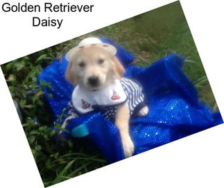 Golden Retriever Daisy