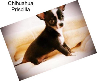 Chihuahua Priscilla