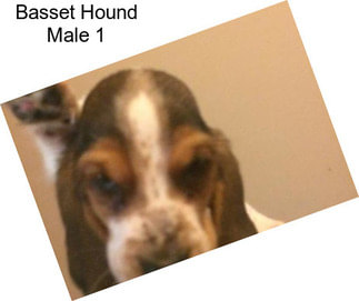 Basset Hound Male 1