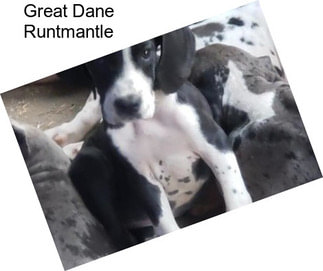 Great Dane Runtmantle