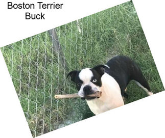 Boston Terrier Buck