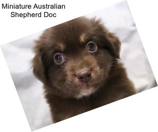 Miniature Australian Shepherd Doc