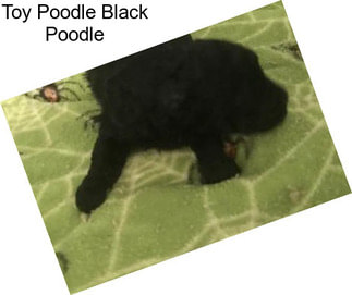 Toy Poodle Black Poodle