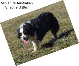 Miniature Australian Shepherd Btm