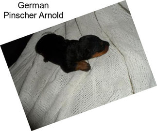 German Pinscher Arnold