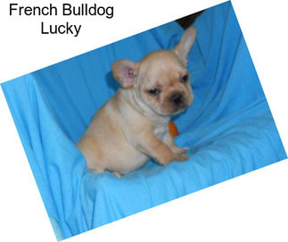 French Bulldog Lucky