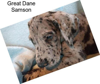 Great Dane Samson