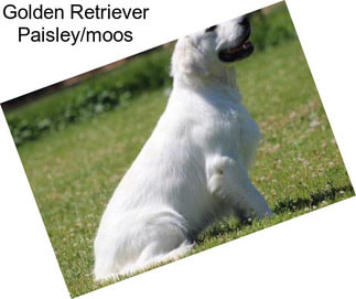 Golden Retriever Paisley/moos