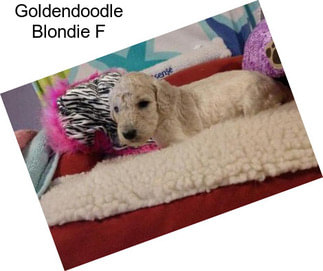 Goldendoodle Blondie F