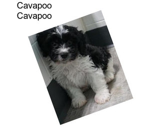 Cavapoo Cavapoo