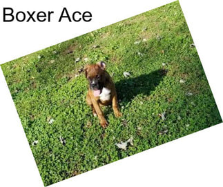 Boxer Ace