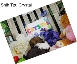 Shih Tzu Crystal