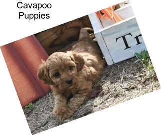 Cavapoo Puppies