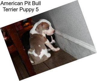 American Pit Bull Terrier Puppy 5