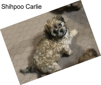 Shihpoo Carlie