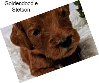 Goldendoodle Stetson