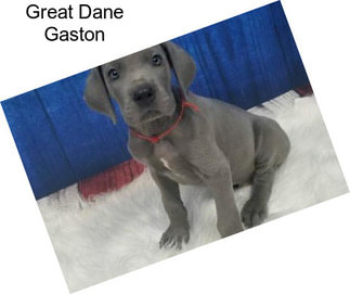 Great Dane Gaston