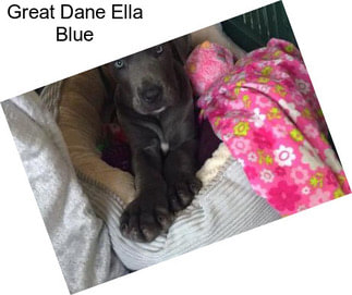 Great Dane Ella Blue