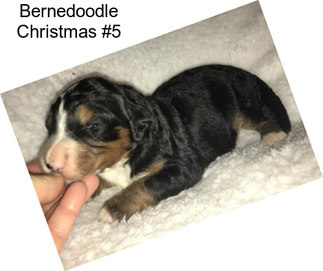 Bernedoodle Christmas #5