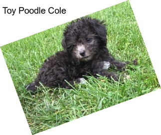 Toy Poodle Cole