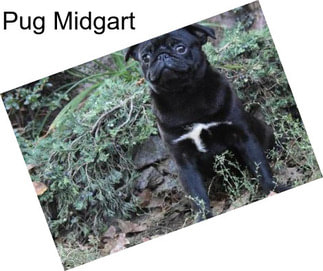 Pug Midgart