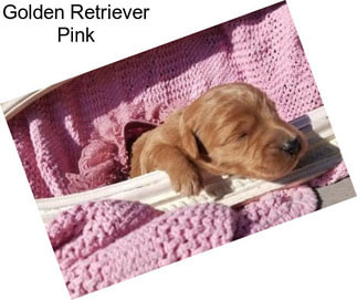 Golden Retriever Pink