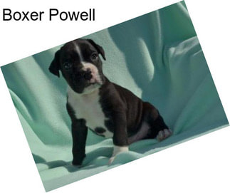 Boxer Powell