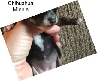 Chihuahua Minnie