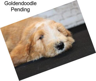 Goldendoodle Pending