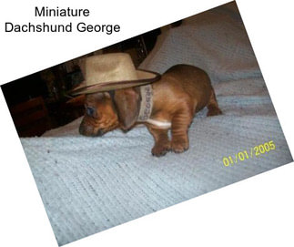 Miniature Dachshund George