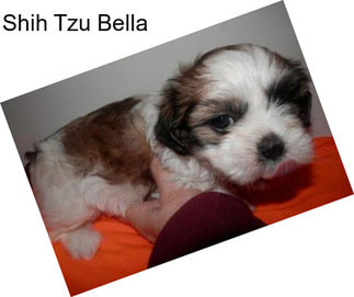 Shih Tzu Bella