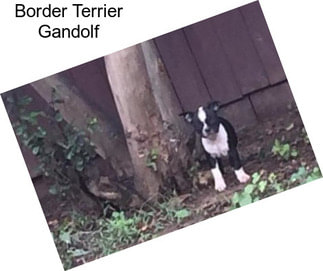 Border Terrier Gandolf