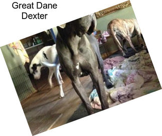 Great Dane Dexter