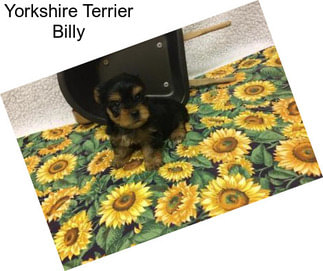 Yorkshire Terrier Billy