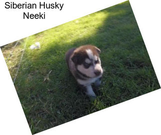 Siberian Husky Neeki