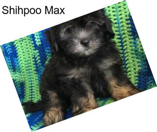 Shihpoo Max