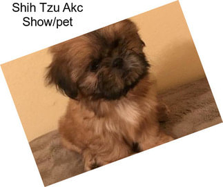 Shih Tzu Akc Show/pet