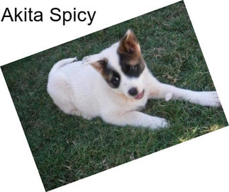 Akita Spicy