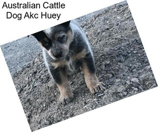 Australian Cattle Dog Akc Huey