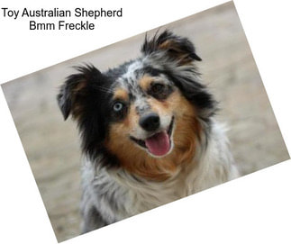 Toy Australian Shepherd Bmm Freckle